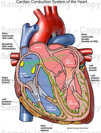 The best free Cardiac drawing images. Download from 59 free drawings of ...