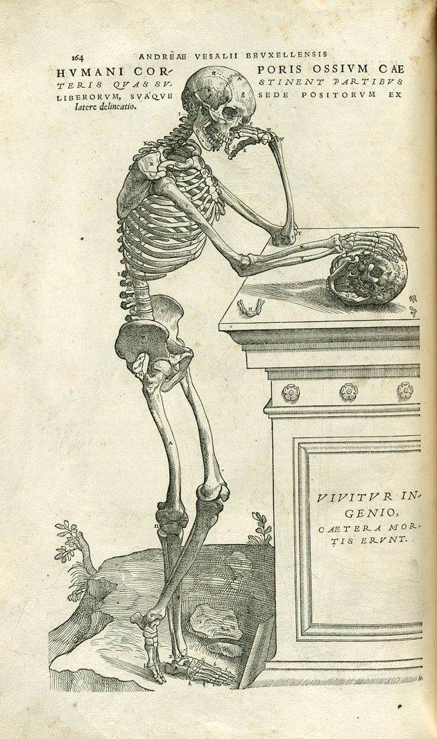 630x1065 Vesalius