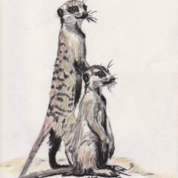 250x250 Meerkat Drawing, Pencil, Sketch, Colorful, Realistic Art Images