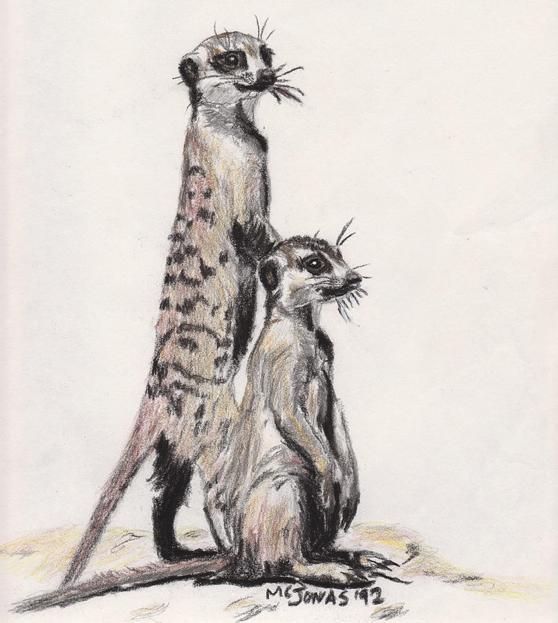 807x900 Meerkats Drawing By Marqueta Graham