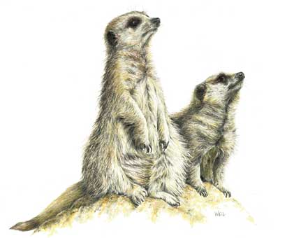 421x340 The Meerkats By Linda Weil