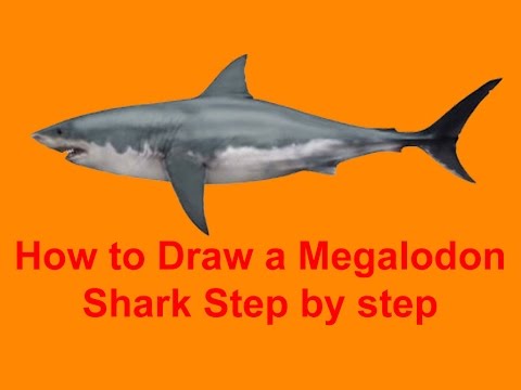 Megalodon Drawing at GetDrawings | Free download