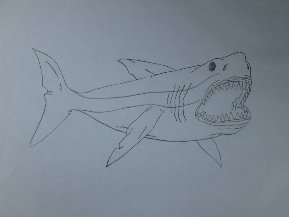 960x720 How To Draw A Megalodon
