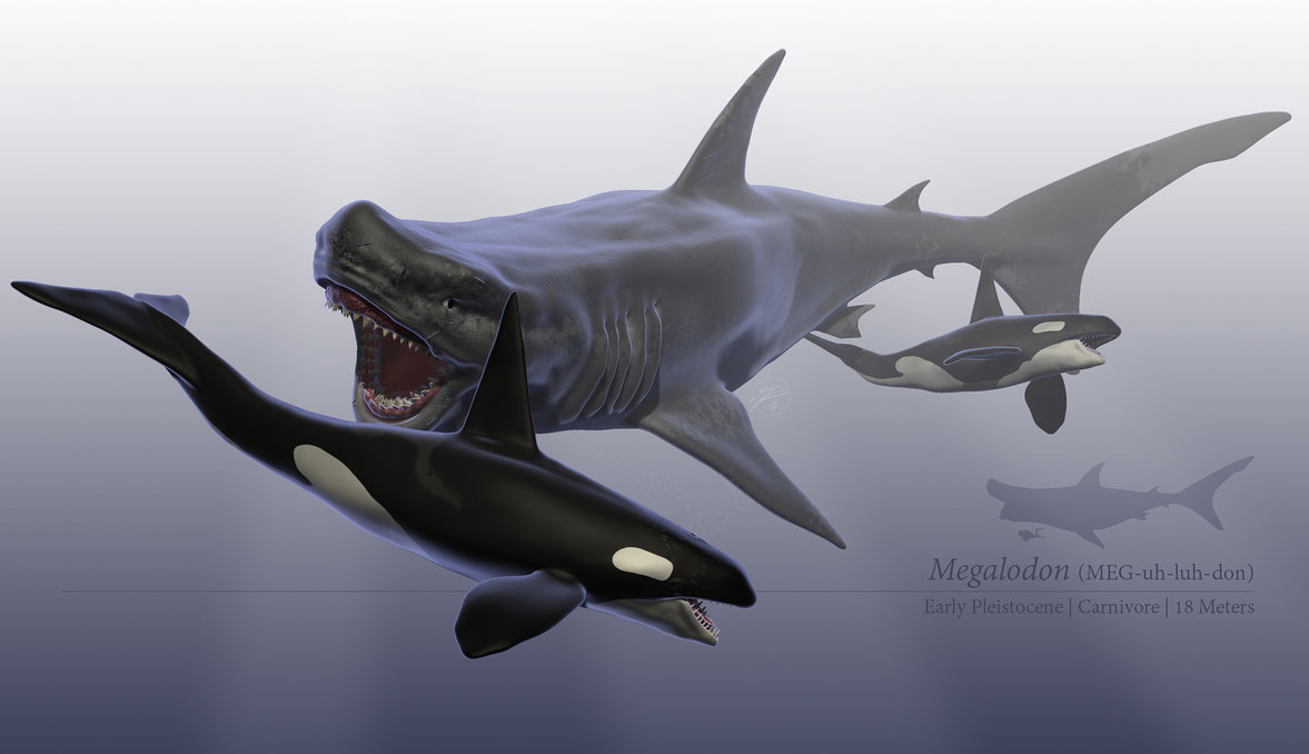1177x678 Megalodon By Sdavis75