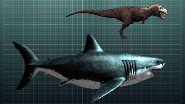 640x360 Megalodon In Scale Drawing To T Rex