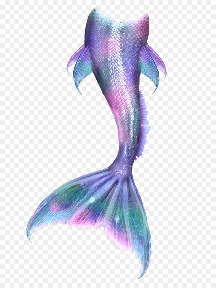 900x1200 Ariel Mermaid Drawing Tail Siren