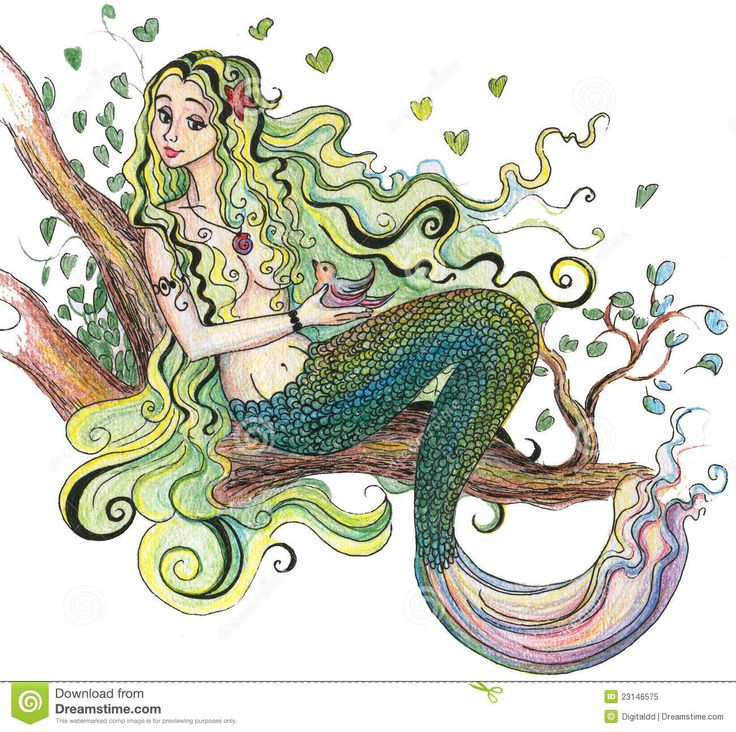 736x732 86 Best Fish Images On Drawings, Collar Stays