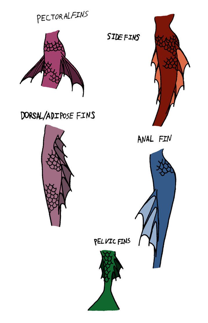717x1115 Mermaid Tails References Mermaid Tails, Mermaid