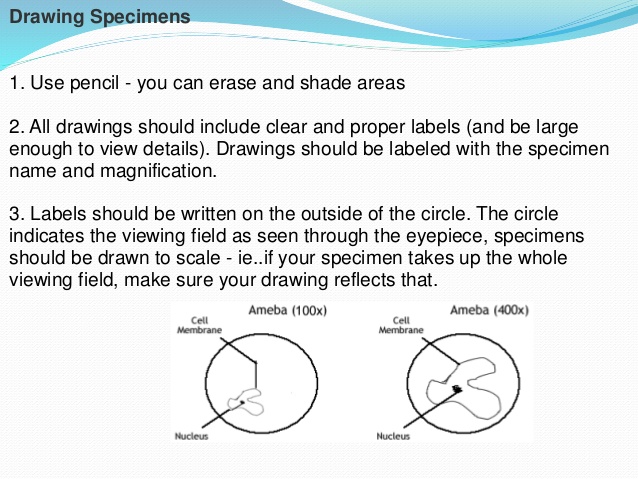 638x479 Microscope Use