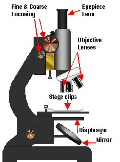 246x331 School Sciencehow To Prepare An Onion Cell Slide