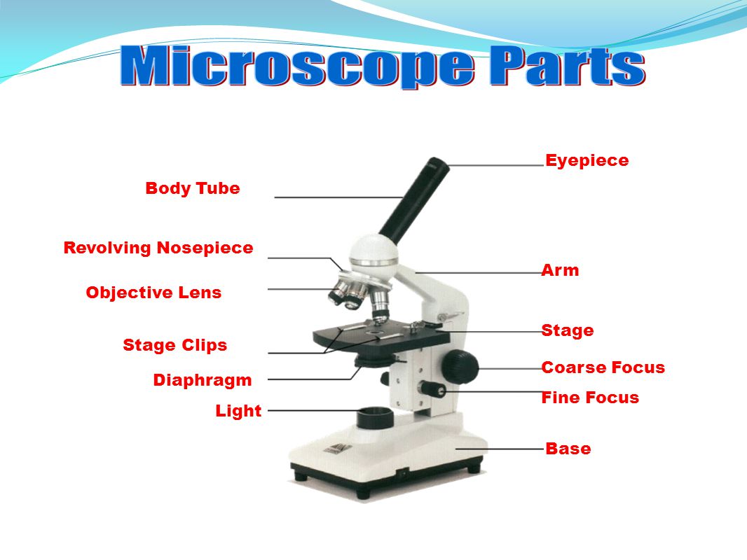 Components of compound microscope - pasaclassic