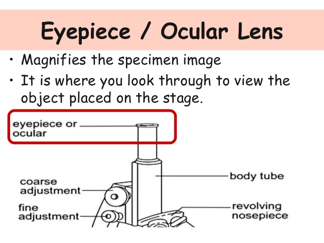 638x479 Of The Microscope And Their Functions