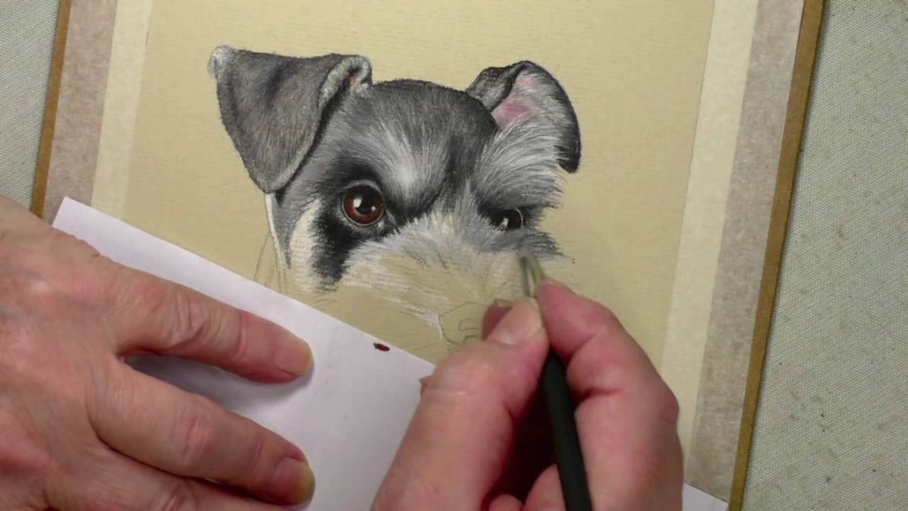1280x720 Drawing Miniature Schnauzer Eyes