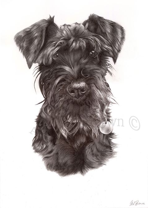 Miniature Schnauzer Drawing at GetDrawings | Free download