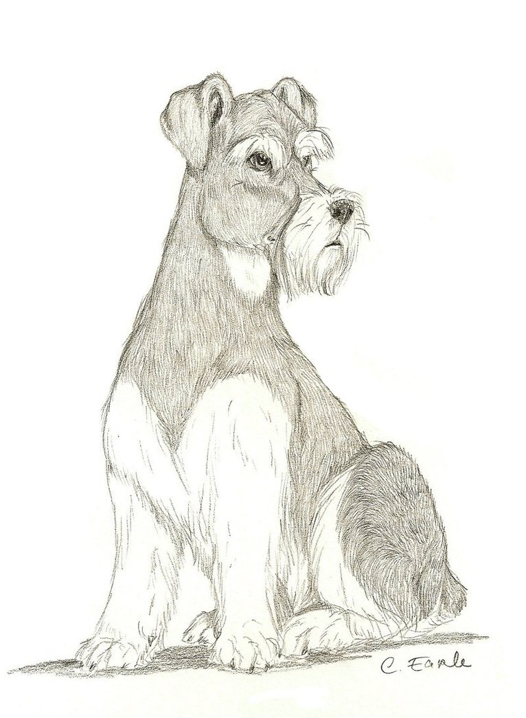 Miniature Schnauzer Drawing at GetDrawings | Free download