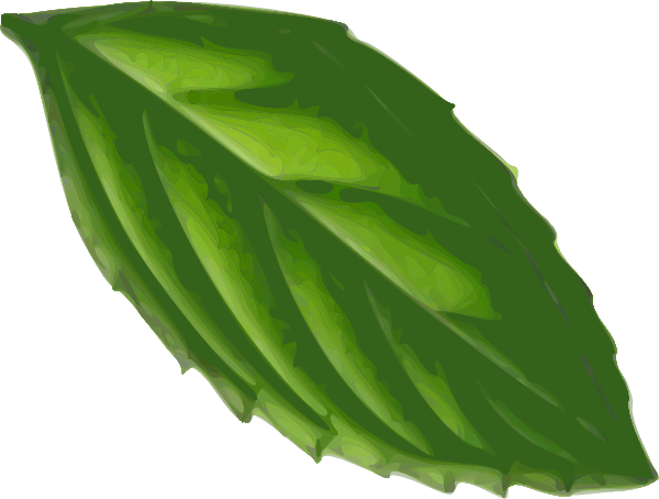 Mint Leaf Drawing at GetDrawings | Free download