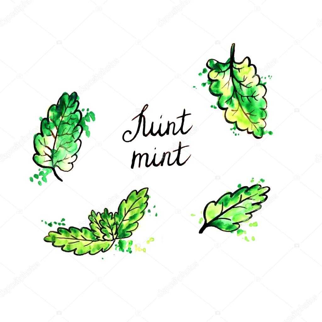 1024x1024 Hand Drawn Mint Leaves Stock Photo Cat Arch Angel