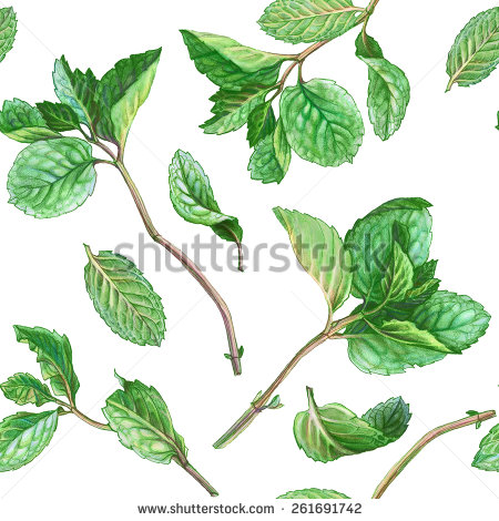 450x470 Mint Leaves Drawing