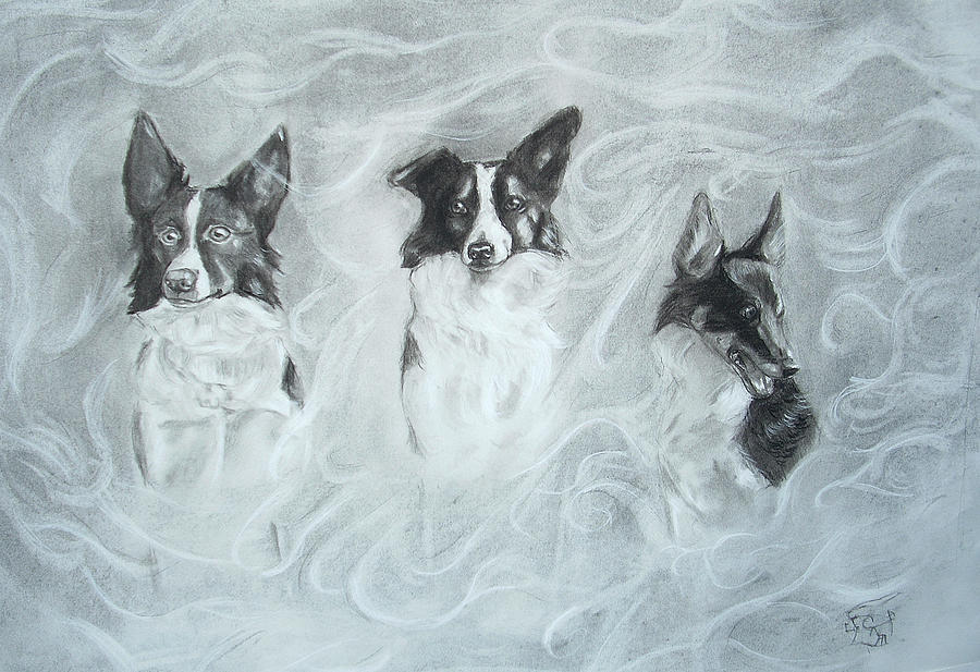 900x617 Collies In The Mist Drawing By C Nick