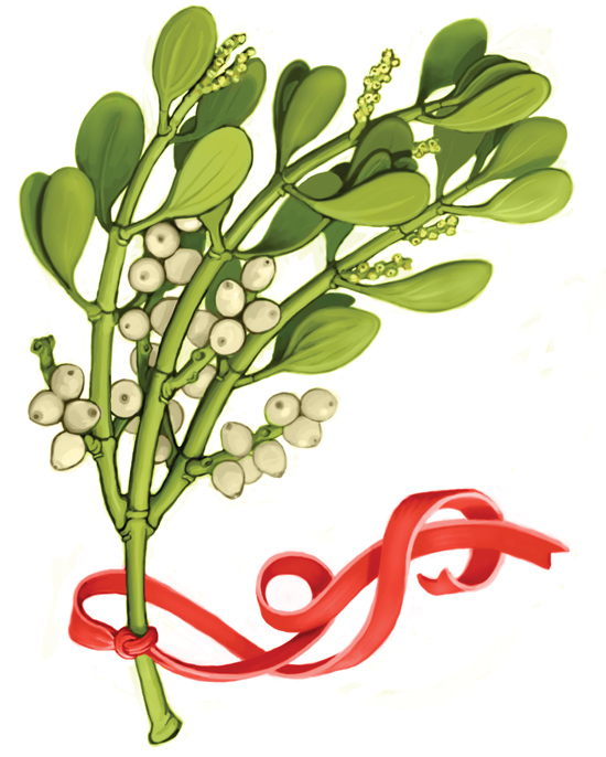 550x686 Mistletoe