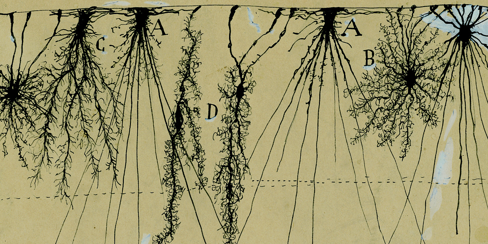 1600x800 The Beautiful Brain The Drawings Of Santiago Y Cajal Mit