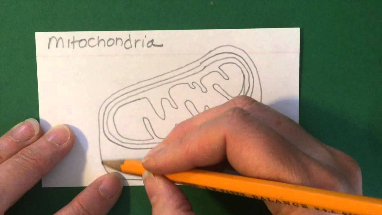 1280x720 How To Draw The Mitochondria