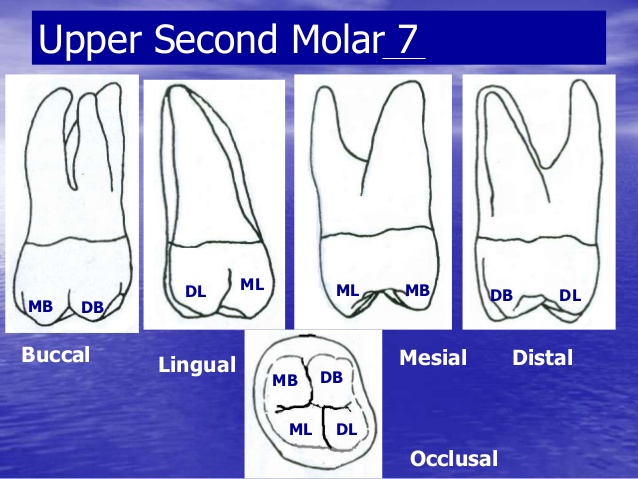638x479 10 Drawing Of Posterior Teeth Practical 4