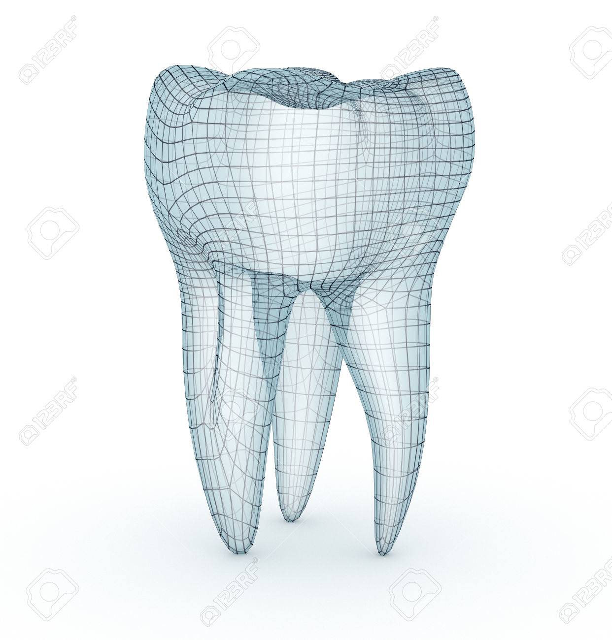 1242x1300 Human Molar Tooth Model Stock Photo, Picture And Royalty Free
