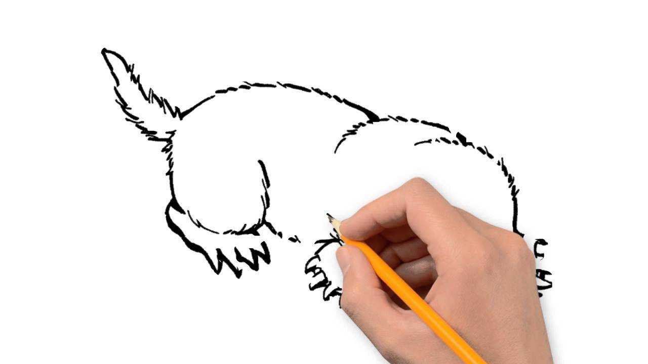 1280x720 Mole Animals Pencil To Draw Step By Step