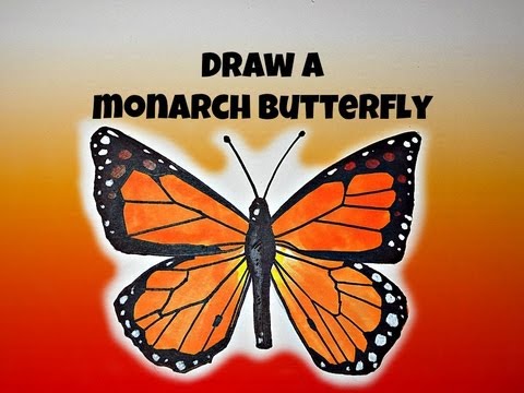 480x360 How To Draw Monarch Butterfly