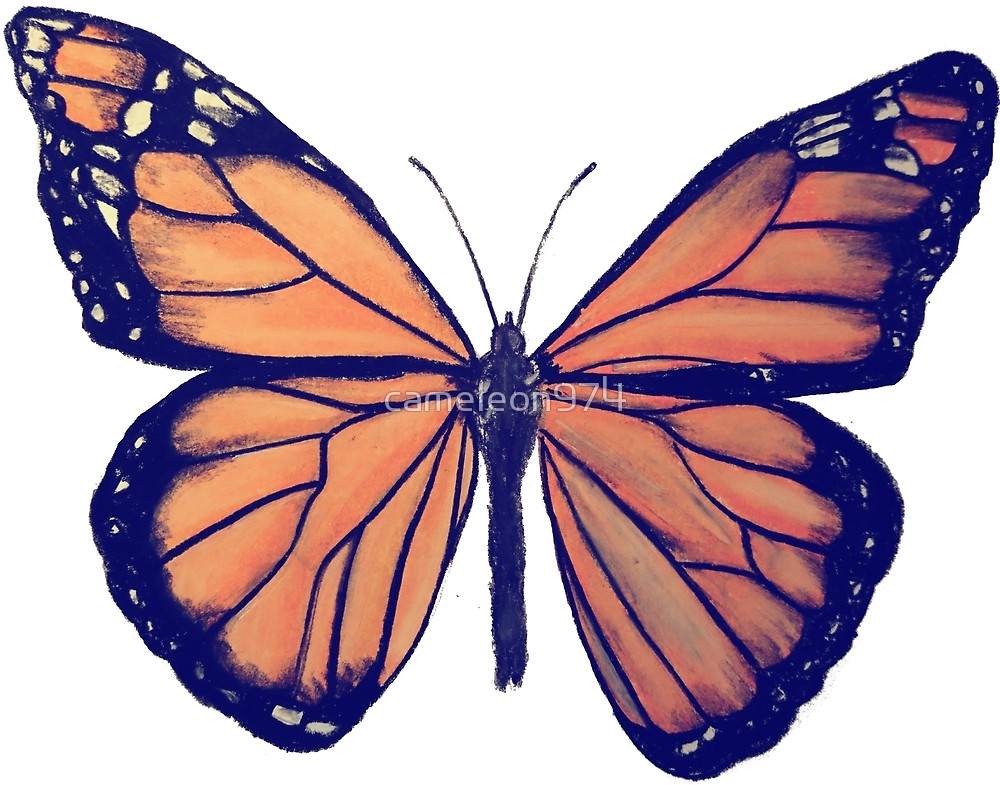 1000x785 Monarch Butterfly Drawing By Cameleon974 Redbubble