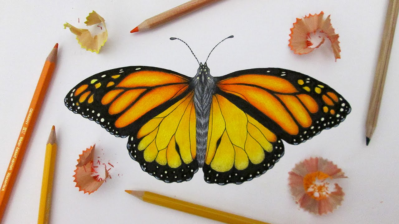1280x720 Speed Drawing A Monarch Butterfly