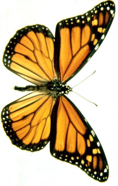 400x631 Monarch Butterfly Drawing.jpg