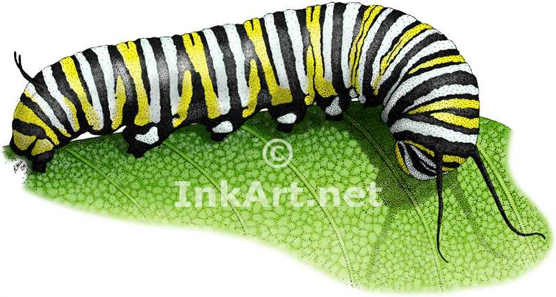 800x428 Monarch Butterfly Caterpillar Stock Art Illustration
