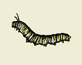 340x270 Monarch Caterpillar Etsy
