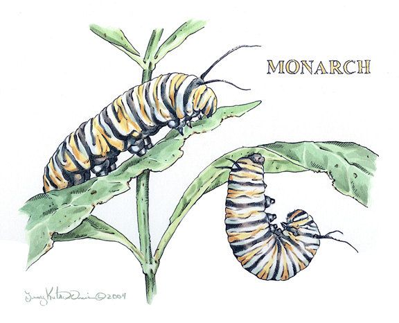 576x466 Original Watercolor Amp Pen Monarch Caterpillar Painting, 7 X 5.75