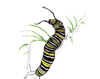 340x270 Realistic Caterpillar Clipart