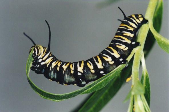 591x391 Some Facts Monarch Butterfly ~ Butterfly Beautiful Pictures