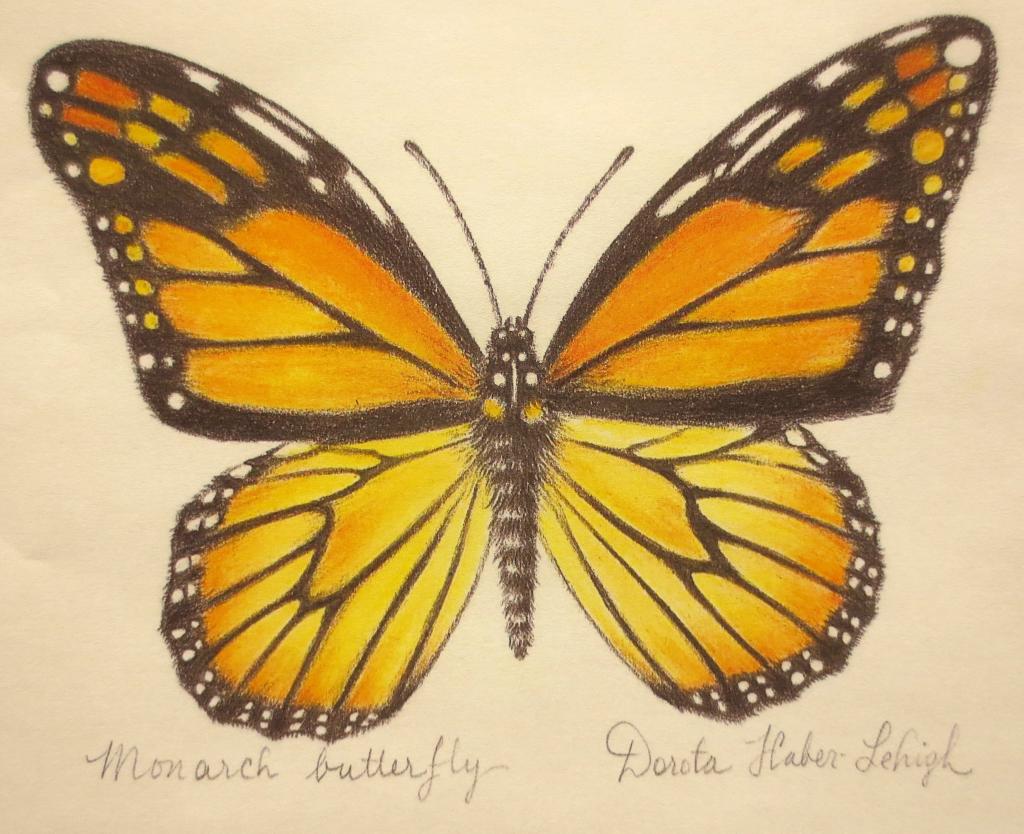 1024x834 Drawing Butterflies Real And Imagined With Dorota Haber Lehigh