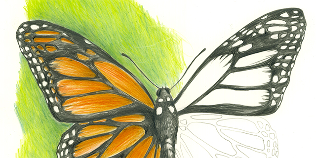 640x320 Draw A Monarch Ology, Science For Kids