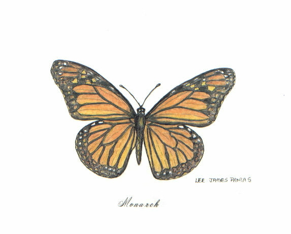 573x460 Monarch Butterfly Monarch Butterfly, Pen Amp Ink Drawing By Lee
