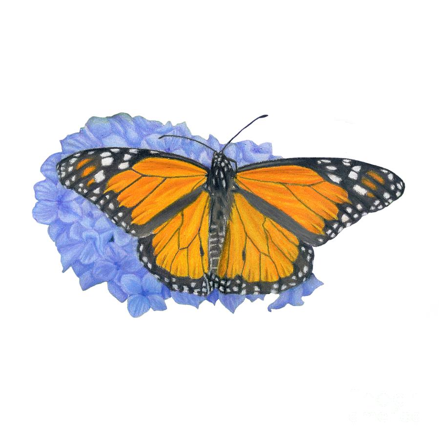 899x900 Monarch Butterfly And Hydrangea Transparent Background Drawing By