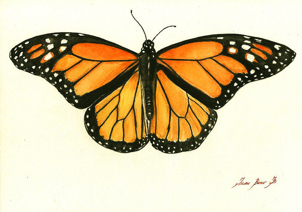 599x420 Monarch Butterfly Art Fine Art America