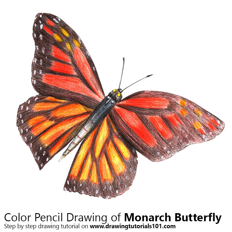 800x800 Monarch Butterfly Colored Pencils