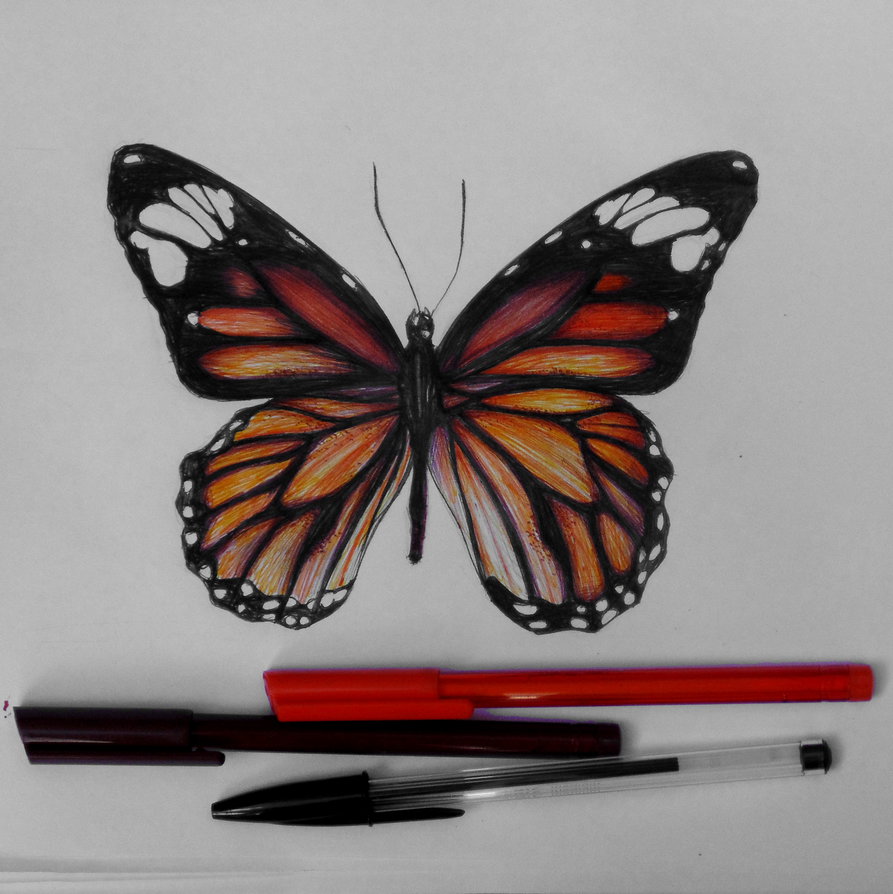 893x894 Monarch Butterfly Ballpoint Pen Drawing By Haloanime97