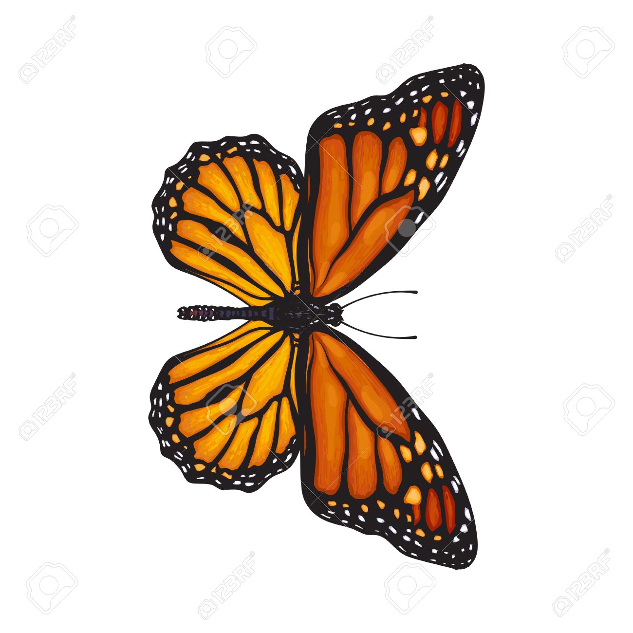 1300x1300 Top View Of Beautiful Monarch Butterfly, Sketch Illustration