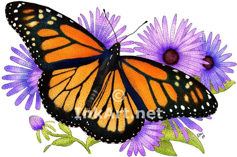 800x530 Monarch Butterfly Images Monarch Butterfly (Danaus Plexippus
