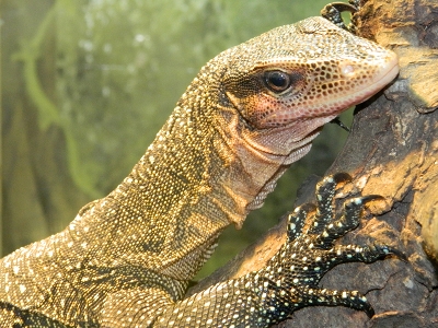 400x300 Monitor Lizard Information For Kids