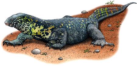 450x218 Stunning Monitor Lizard Drawings And Illustrations For Sale