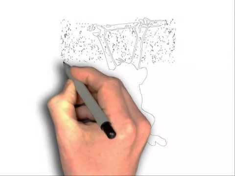 480x360 How To Draw A Monkey Hanging From A Tree